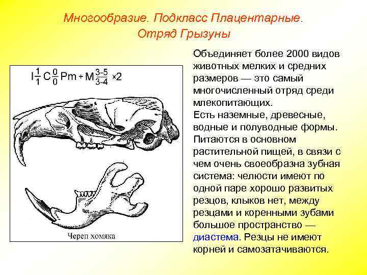 Многообразие. Подкласс Плацентарные. Отряд Грызуны Объединяет более 2000 видов животных мелких и средних размеров