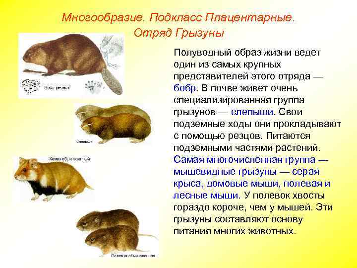 Многообразие. Подкласс Плацентарные. Отряд Грызуны Полуводный образ жизни ведет один из самых крупных представителей