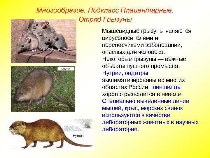 Многообразие. Подкласс Плацентарные. Отряд Грызуны Мышевидные грызуны являются вирусоносителями и переносчиками заболеваний, опасных для