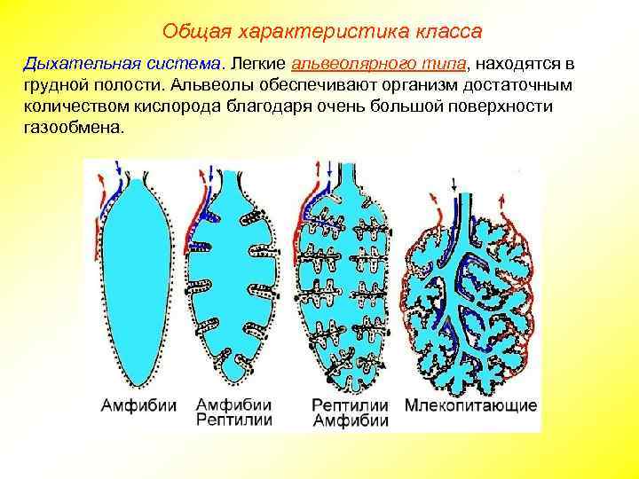 Общая характеристика класса Дыхательная система. Легкие альвеолярного типа, находятся в грудной полости. Альвеолы обеспечивают