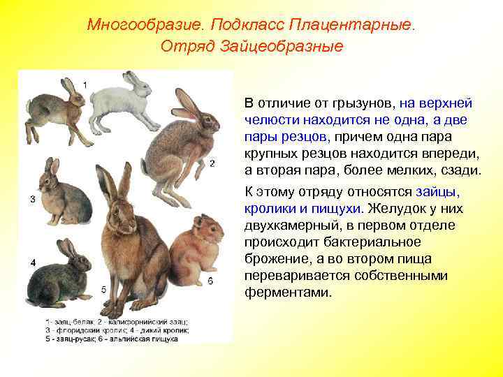 Многообразие. Подкласс Плацентарные. Отряд Зайцеобразные В отличие от грызунов, на верхней челюсти находится не