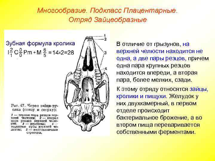 Многообразие. Подкласс Плацентарные. Отряд Зайцеобразные В отличие от грызунов, на верхней челюсти находится не