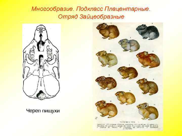 Многообразие. Подкласс Плацентарные. Отряд Зайцеобразные Череп пищухи 
