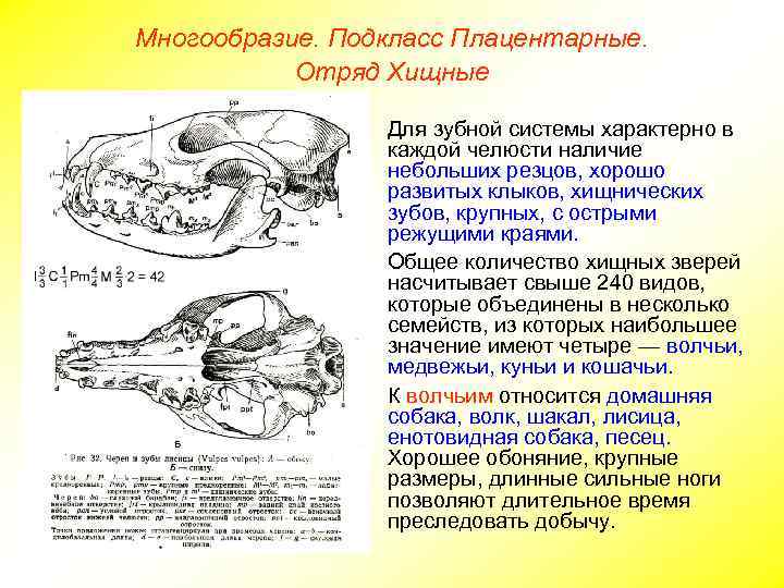 Многообразие. Подкласс Плацентарные. Отряд Хищные Для зубной системы характерно в каждой челюсти наличие небольших