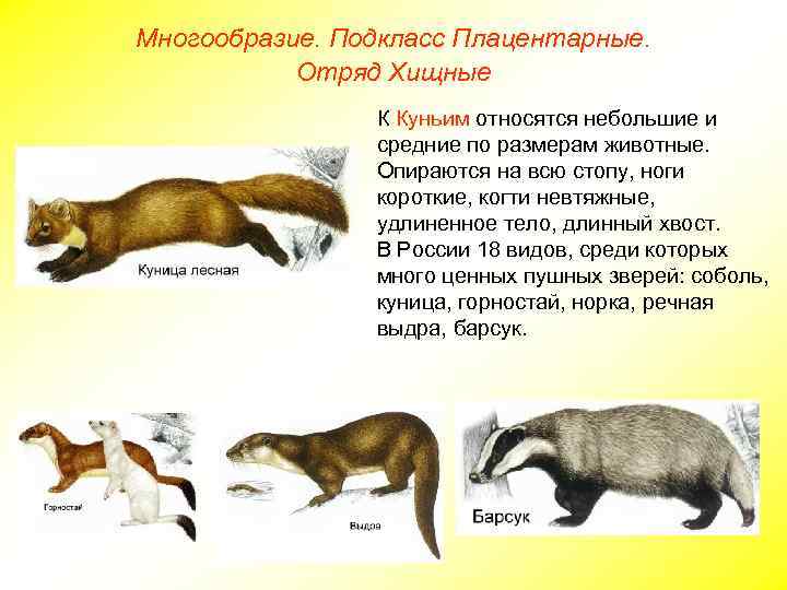 Многообразие. Подкласс Плацентарные. Отряд Хищные К Куньим относятся небольшие и средние по размерам животные.