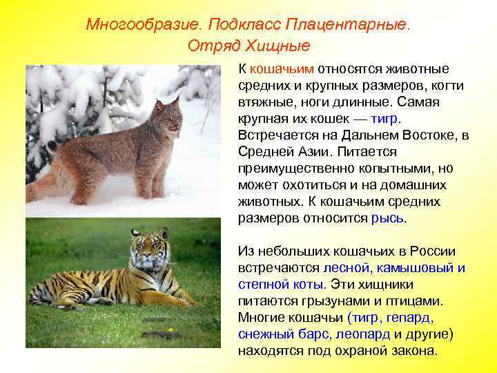 Многообразие. Подкласс Плацентарные. Отряд Хищные К кошачьим относятся животные средних и крупных размеров, когти