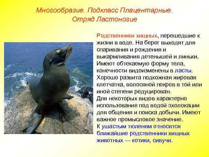 Многообразие. Подкласс Плацентарные. Отряд Ластоногие Родственники хищных, перешедшие к жизни в воде. На берег