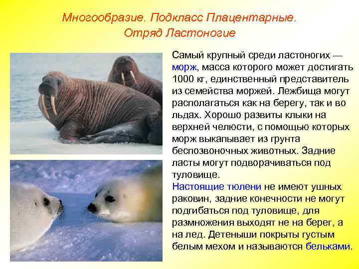 Многообразие. Подкласс Плацентарные. Отряд Ластоногие Самый крупный среди ластоногих — морж, масса которого может