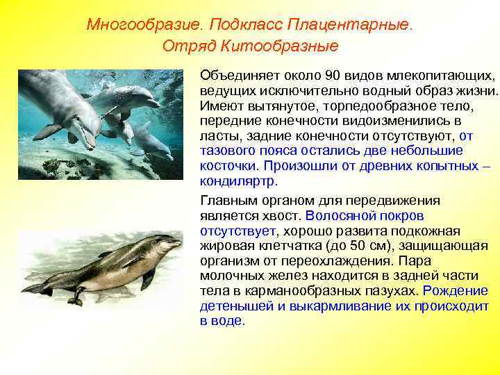 Многообразие. Подкласс Плацентарные. Отряд Китообразные Объединяет около 90 видов млекопитающих, ведущих исключительно водный образ