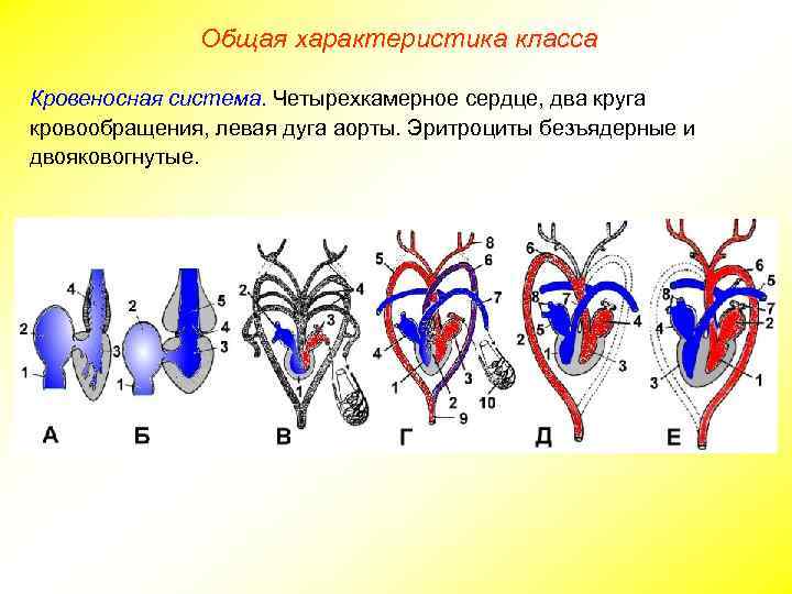 Общая характеристика класса Кровеносная система. Четырехкамерное сердце, два круга кровообращения, левая дуга аорты. Эритроциты