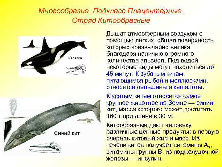 Многообразие. Подкласс Плацентарные. Отряд Китообразные Дышат атмосферным воздухом с помощью легких, общая поверхность которых