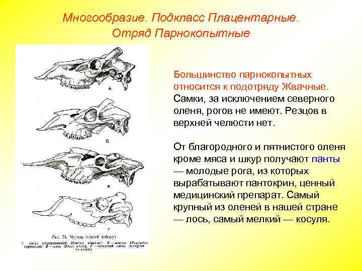 Многообразие. Подкласс Плацентарные. Отряд Парнокопытные Большинство парнокопытных относится к подотряду Жвачные. Самки, за исключением