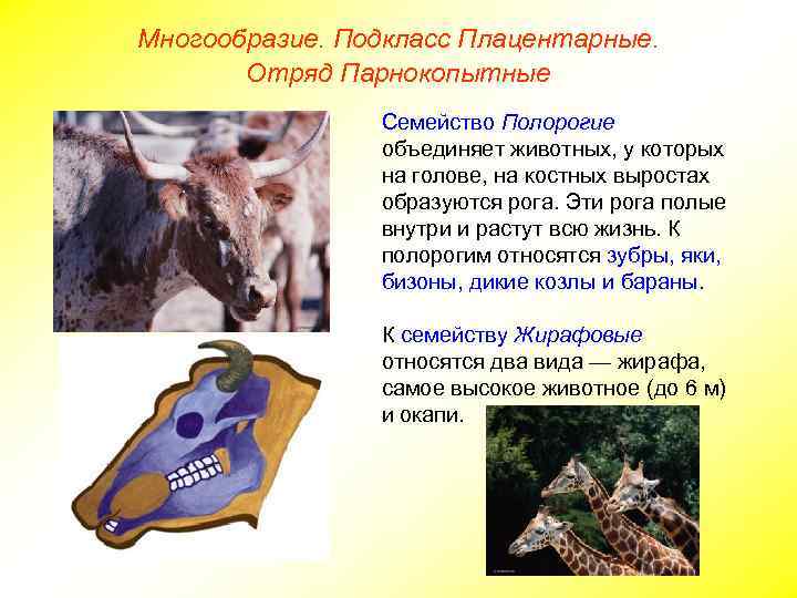 Многообразие. Подкласс Плацентарные. Отряд Парнокопытные Семейство Полорогие объединяет животных, у которых на голове, на