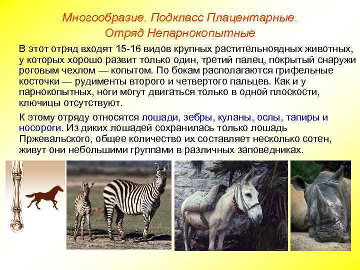 Многообразие. Подкласс Плацентарные. Отряд Непарнокопытные В этот отряд входят 15 -16 видов крупных растительноядных