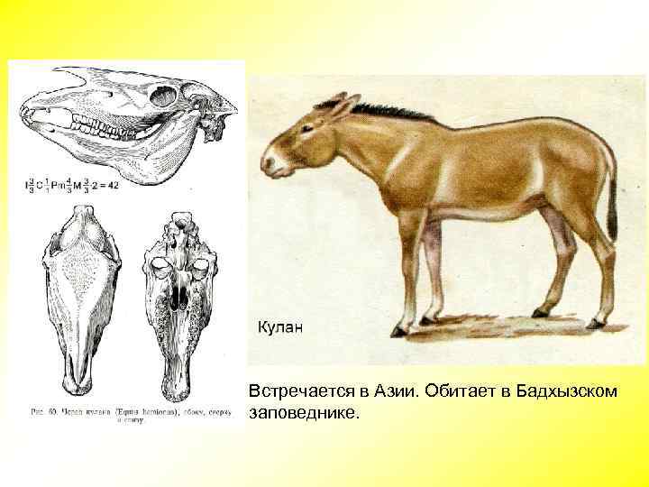 Встречается в Азии. Обитает в Бадхызском заповеднике. 
