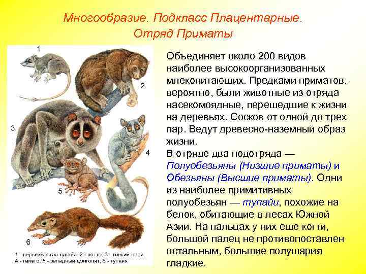 Многообразие. Подкласс Плацентарные. Отряд Приматы Объединяет около 200 видов наиболее высокоорганизованных млекопитающих. Предками приматов,