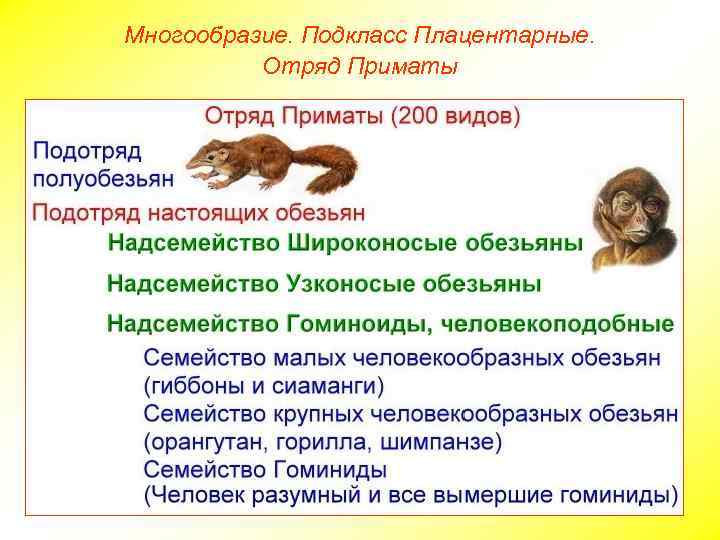 Многообразие. Подкласс Плацентарные. Отряд Приматы 