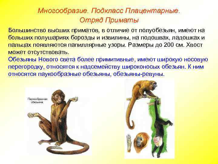 Многообразие. Подкласс Плацентарные. Отряд Приматы Большинство высших приматов, в отличие от полуобезьян, имеют на