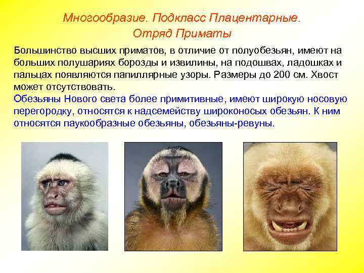 Многообразие. Подкласс Плацентарные. Отряд Приматы Большинство высших приматов, в отличие от полуобезьян, имеют на