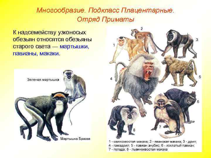 Многообразие. Подкласс Плацентарные. Отряд Приматы К надсемейству узконосых обезьян относятся обезьяны старого света —