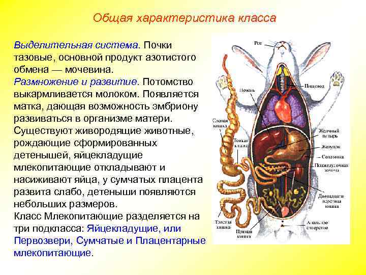 Общая характеристика класса Выделительная система. Почки тазовые, основной продукт азотистого обмена — мочевина. Размножение