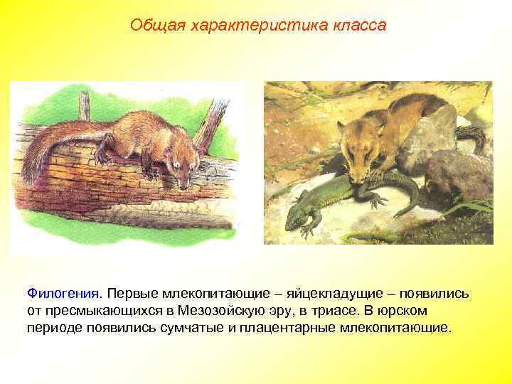 Общая характеристика класса Филогения. Первые млекопитающие – яйцекладущие – появились от пресмыкающихся в Мезозойскую