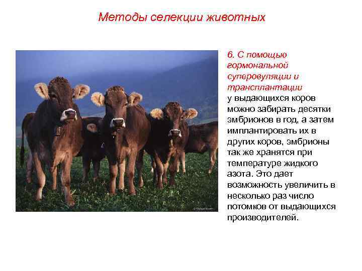 Методы селекции животных 6. С помощью гормональной суперовуляции и трансплантации у выдающихся коров можно