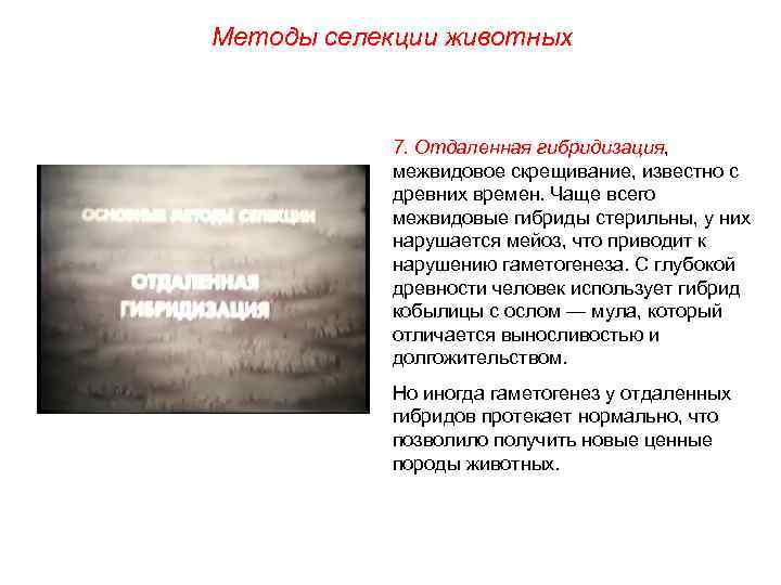 Методы селекции животных 7. Отдаленная гибридизация, межвидовое скрещивание, известно с древних времен. Чаще всего
