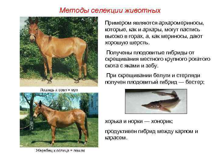 Методы селекции животных Примером являются архаромериносы, которые, как и архары, могут пастись высоко в