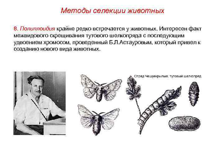  Методы селекции животных 8. Полиплоидия крайне редко встречается у животных. Интересен факт межвидового