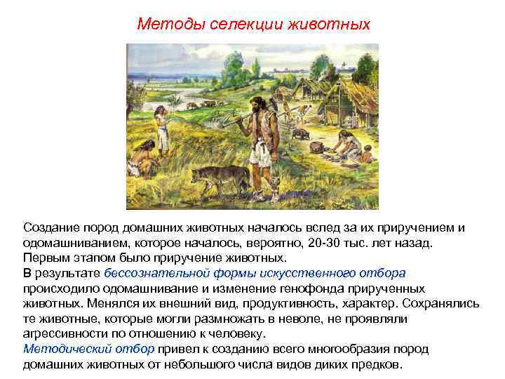  Методы селекции животных Создание пород домашних животных началось вслед за их приручением и