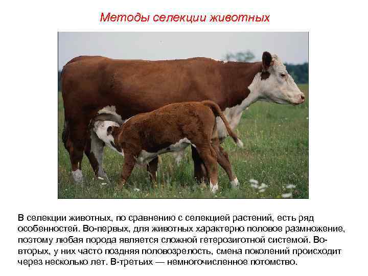  Методы селекции животных В селекции животных, по сравнению с селекцией растений, есть ряд