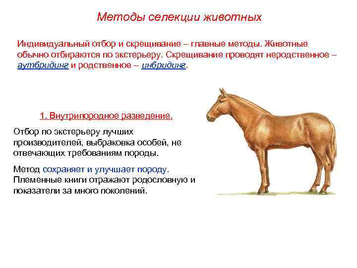  Методы селекции животных Индивидуальный отбор и скрещивание – главные методы. Животные обычно отбираются