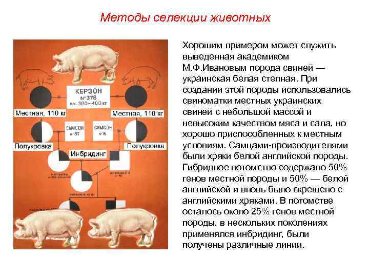 Методы селекции животных Хорошим примером может служить выведенная академиком М. Ф. Ивановым порода свиней