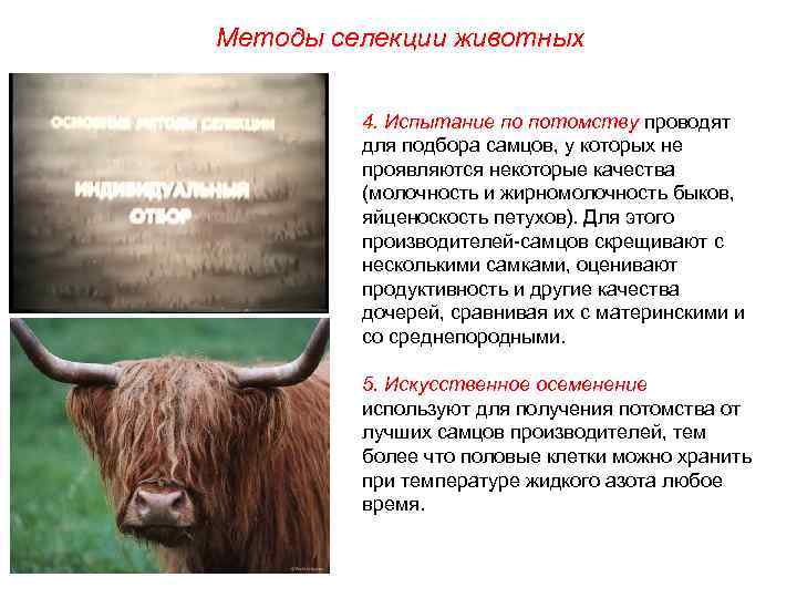 Методы селекции животных 4. Испытание по потомству проводят для подбора самцов, у которых не