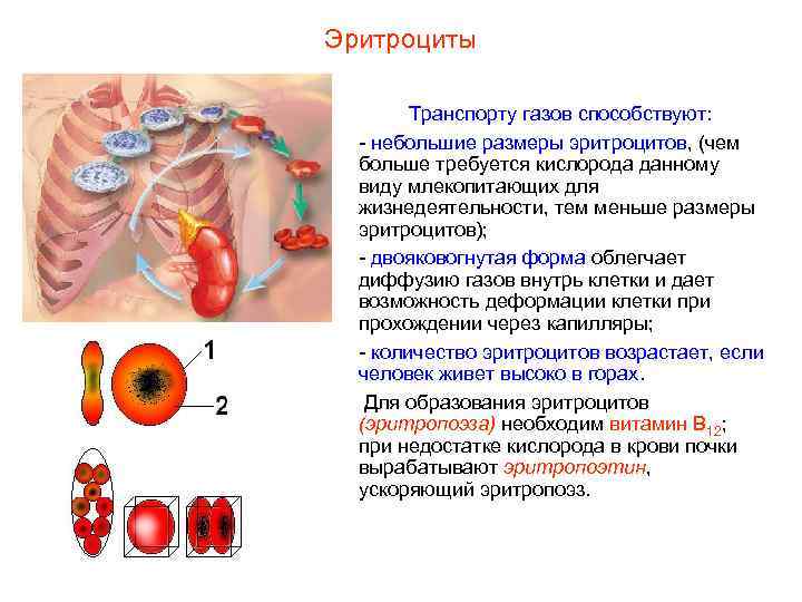 Эритроциты Транспорту газов способствуют: - небольшие размеры эритроцитов, (чем больше требуется кислорода данному виду