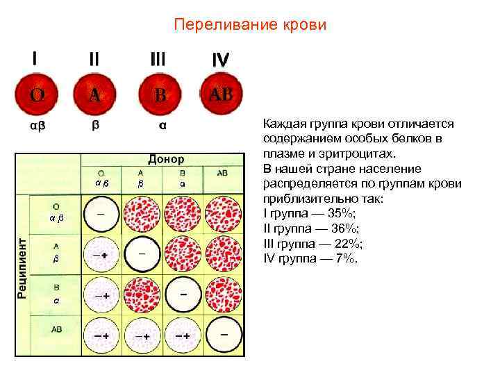 Переливание крови Каждая группа крови отличается содержанием особых белков в плазме и эритроцитах. В