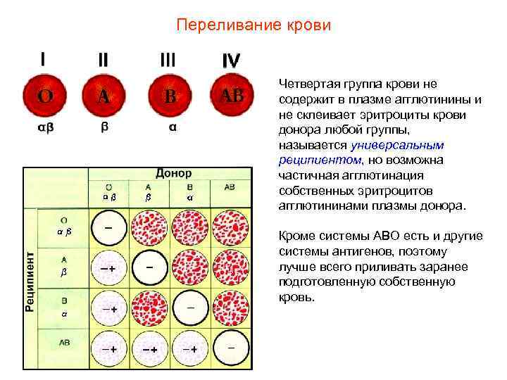 Переливание крови Четвертая группа крови не содержит в плазме агглютинины и не склеивает эритроциты