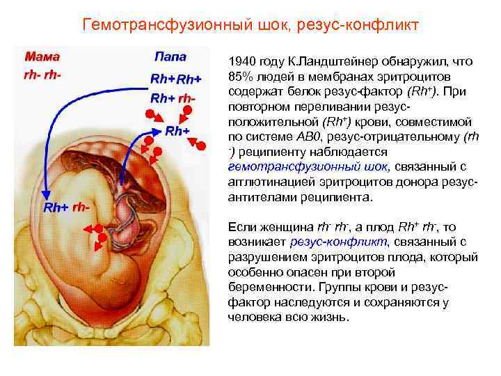 Гемотрансфузионный шок, резус-конфликт 1940 году К. Ландштейнер обнаружил, что 85% людей в мембранах эритроцитов