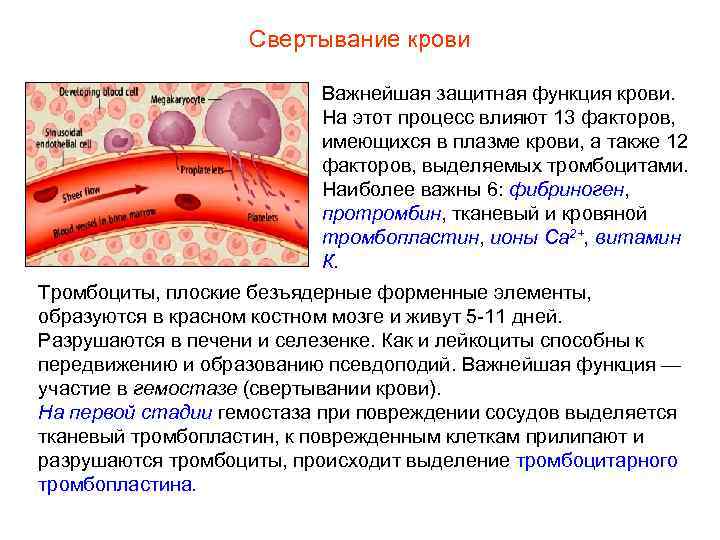 Свертывание крови Важнейшая защитная функция крови. На этот процесс влияют 13 факторов, имеющихся в