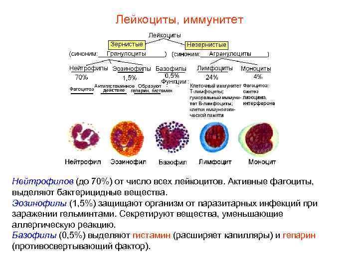 Лейкоциты, иммунитет Нейтрофилов (до 70%) от число всех лейкоцитов. Активные фагоциты, выделяют бактерицидные вещества.