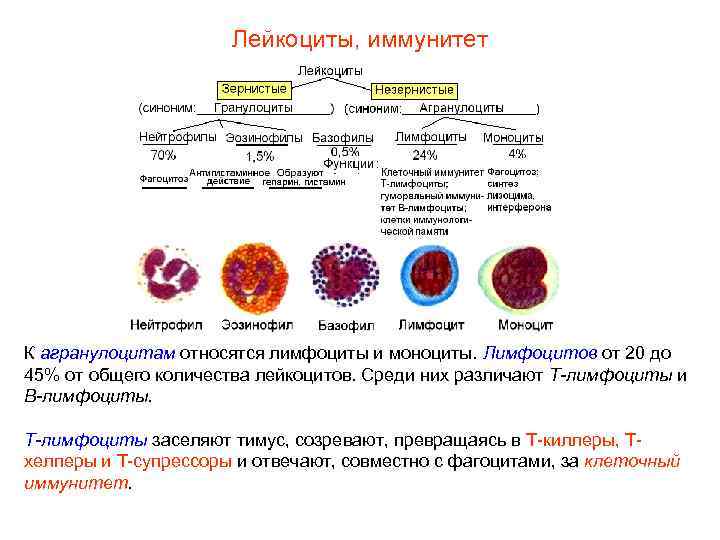 Лейкоциты, иммунитет К агранулоцитам относятся лимфоциты и моноциты. Лимфоцитов от 20 до 45% от