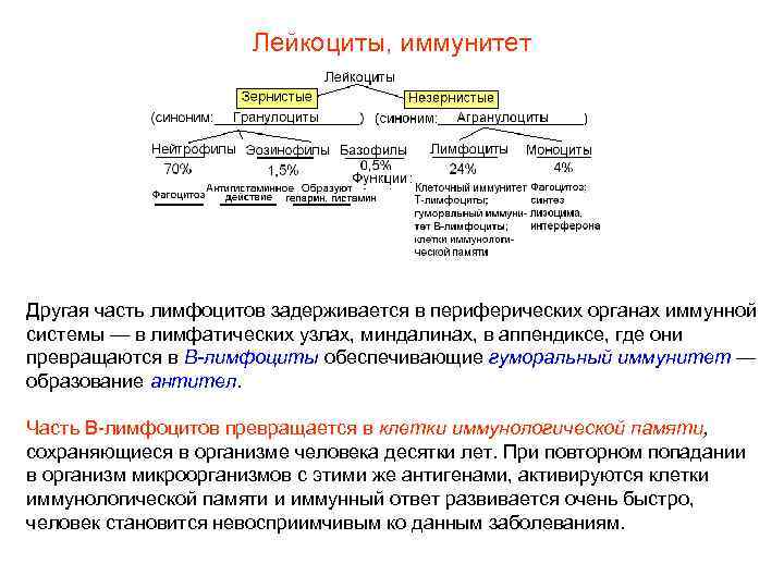 Лейкоциты, иммунитет Другая часть лимфоцитов задерживается в периферических органах иммунной системы — в лимфатических
