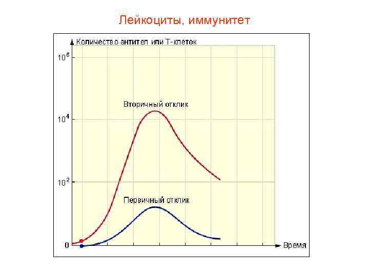 Лейкоциты, иммунитет 