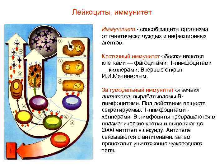 Лейкоциты, иммунитет Иммунитет - способ защиты организма от генетически чуждых и инфекционных агентов. Клеточный