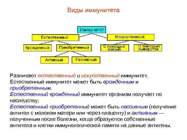 Виды иммунитета Различают естественный и искусственный иммунитет. Естественный иммунитет может быть врожденным и приобретенным.