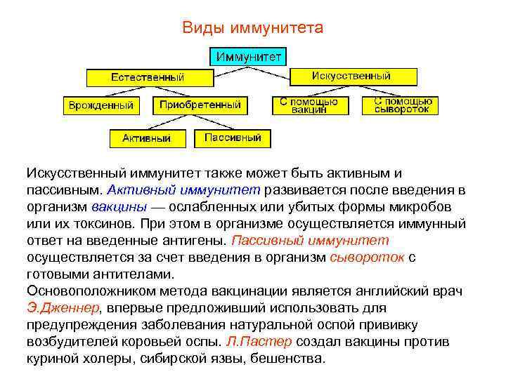 Виды иммунитета Искусственный иммунитет также может быть активным и пассивным. Активный иммунитет развивается после
