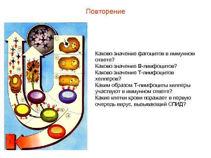 Повторение Каково значение фагоцитов в иммунном ответе? Каково значение В-лимфоцитов? Каково значение Т-лимфоцитов хелперов?