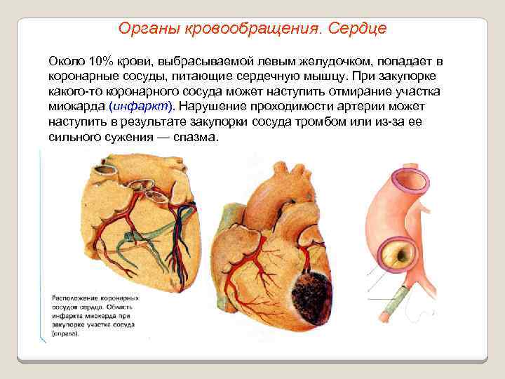 Органы кровообращения. Сердце Около 10% крови, выбрасываемой левым желудочком, попадает в коронарные сосуды, питающие