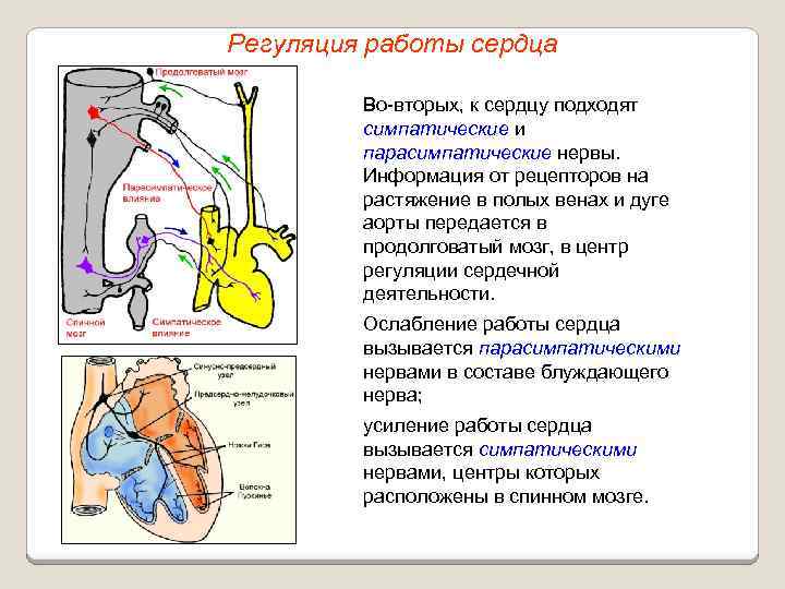 Регуляция работы сердца Во вторых, к сердцу подходят симпатические и парасимпатические нервы. Информация от